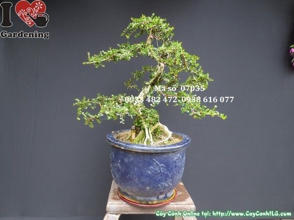 Lá và tán cây sam núi bonsai gốc u – Ms 07035