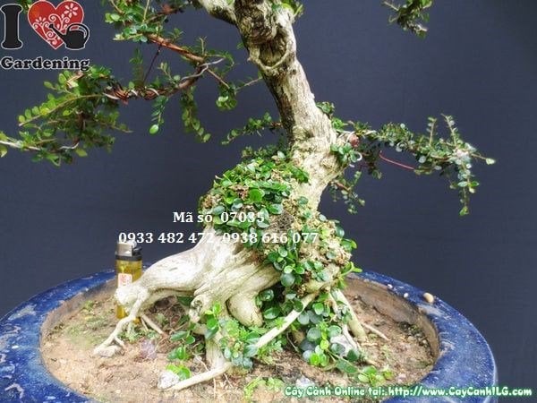 Cây sam núi trái bonsai gốc u lớn – toàn cảnh tác phẩm Ms 07035