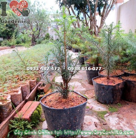 Cây Sa Mu giống Ms 14772 – hình ảnh thực tế tại ILG
