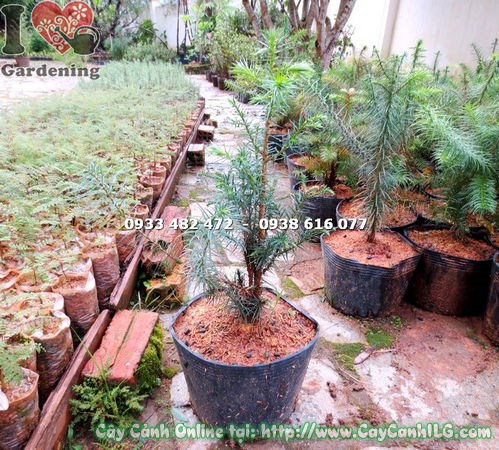 Cây Sa Mu giống cao 40cm – dáng cây đẹp, thân thẳng