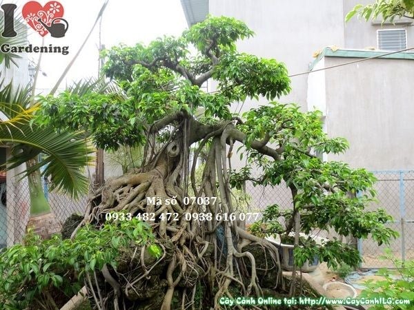 Cây sanh bonsai bám đá cổ thụ 230cm - bộ rễ ôm đá tự nhiên
