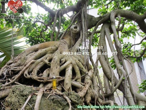 Cây sanh bonsai bám đá cổ thụ 230cm - góc nhìn tổng thể tác phẩm