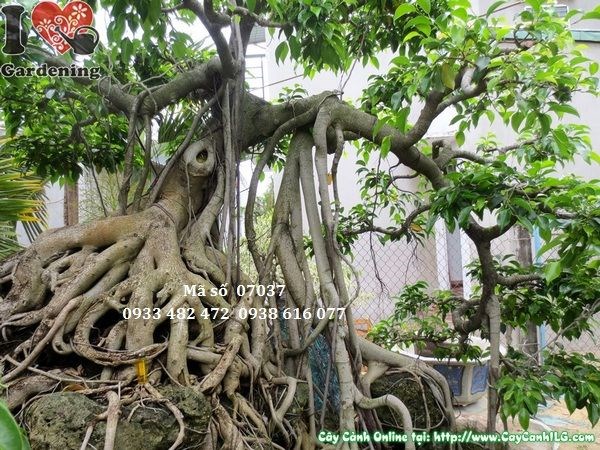 Cây sanh bonsai bám đá cổ thụ 230cm - nét cổ kính và sức sống mãnh liệt