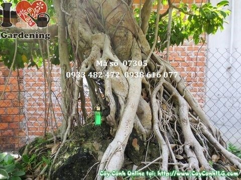 Chi tiết rễ khí sinh cây sanh cổ thụ