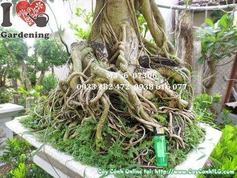 Cây sanh bonsai già dáng đẹp 110cm - ILG vườn cây cảnh