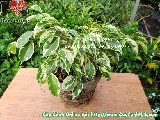 Cây Sanh Cẩm Thạch cao 25cm – góc nhìn toàn cây