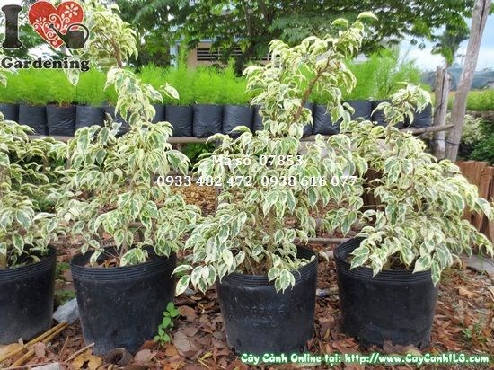 Đặc điểm bộ lá cây sanh cẩm thạch cao 60cm