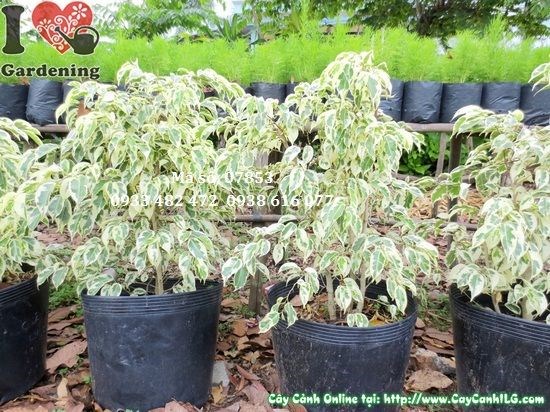 Cây sanh cẩm thạch 60cm khỏe mạnh, lá đẹp sau chăm sóc
