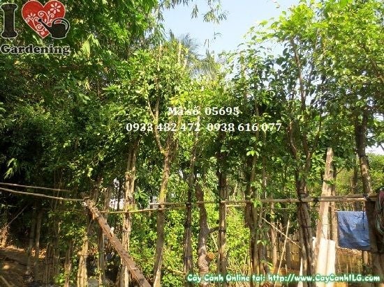 Cây sanh trồng hàng rào cao 3,5m tán sum suê che chắn tốt