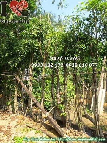 Cây sanh trồng hàng rào Ms 05695 cao 3,5m đường kính gốc 15cm