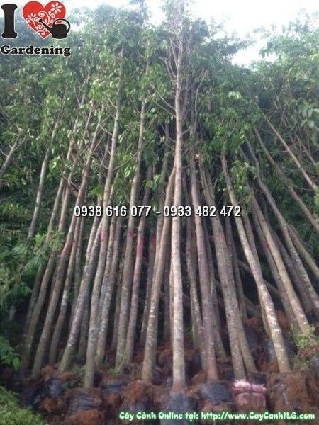 Cây sao đen cao 4m đk 10cm đang dưỡng trong bầu – ILG