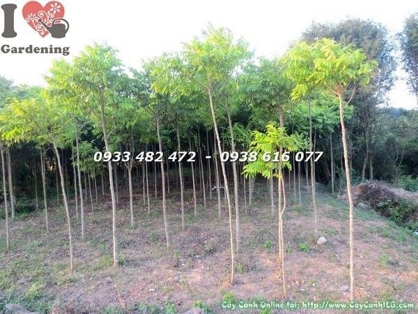 cây sấu giống cao 3m tán xanh mướt bóng mát