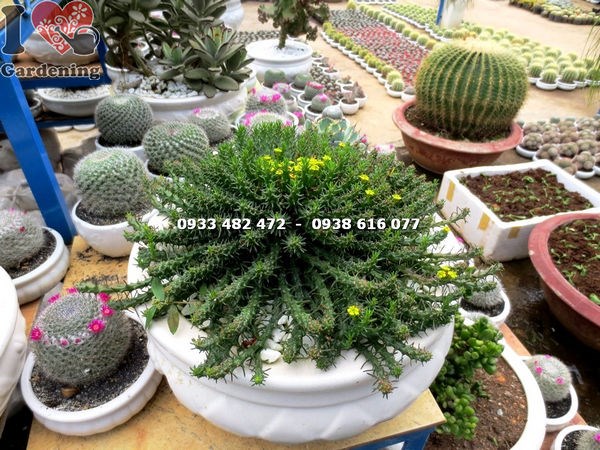 Cây sen đá bạch tuộc lớn nhất – chi tiết nhánh và hoa