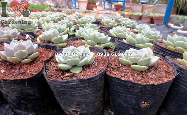 cây sen đá bông hồng trắng trung - kích thước trung đẹp như bông hồng ngọc