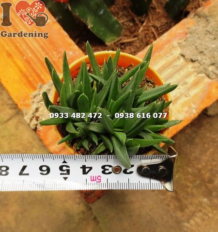 Chăm sóc cây sen đá cỏ ngọc nhỏ – đất thoát nước, tưới vừa phải