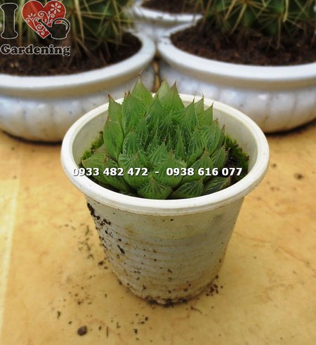 Cây sen đá đuốc nhỏ Ms:14128 – dáng lá xếp tầng đặc trưng