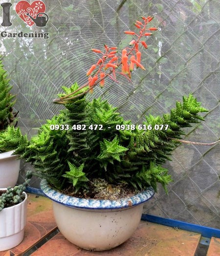 Sen đá hàm cá mập - ứng dụng trang trí không gian