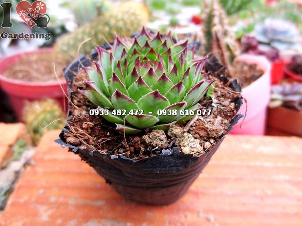 Lá sen đá hồng phấn nhỏ xếp thành hình hoa sen, phủ phấn trắng mịn