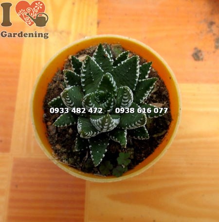 Cây sen đá móng rồng mới loại nhỏ Ms 13705 – góc nhìn tổng thể