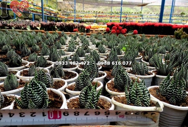 cây sen đá móng rồng nhỏ – tán đẹp, viền lá trắng đặc trưng
