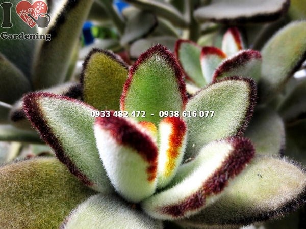 Sen đá nhung viền đen lớn nhất – toàn cảnh cây trong chậu