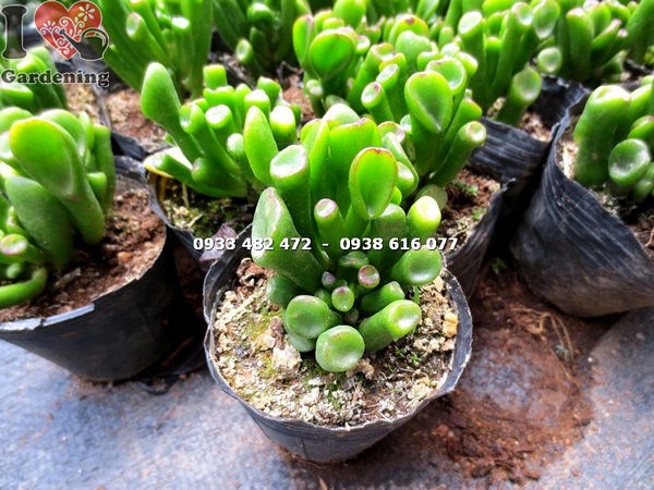 Cây sen đá ống điếu nhỏ – hình ảnh chi tiết lá hình ống đặc trưng