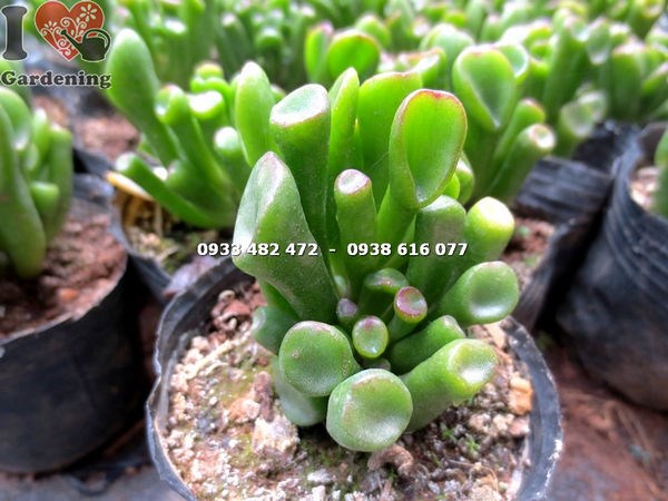Chi tiết lá ống điếu của cây sen đá – màu sắc tươi, bụi đầy đặn