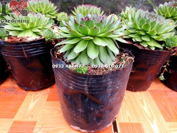 Đặc điểm lá và hình dáng hoa sen của cây sen đá Phật Bà