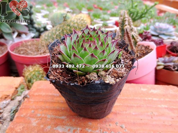 Cây sen đá phật bà nhỏ – thích hợp trang trí bàn làm việc, văn phòng