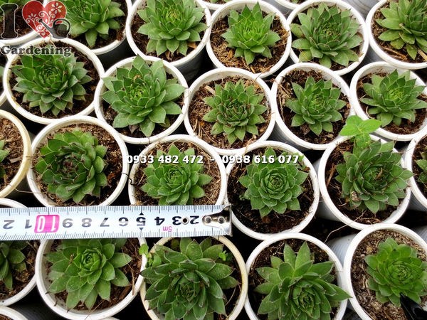 Cây sen đá phật bà nhỏ – hình dáng bông sen đẹp, sức sống mãnh liệt