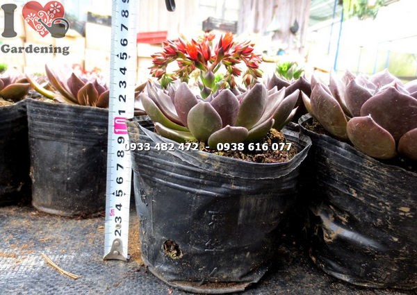 Cây sen nâu lớn trưởng thành đẹp