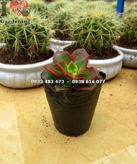 Cây sen nâu nhỏ – sen đá nâu giống mới dáng đẹp