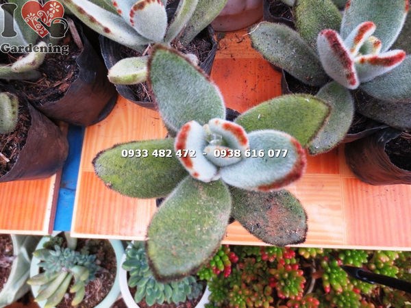 Hình ảnh cây sen nhung viền đen nhỏ Ms 13918
