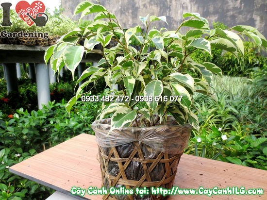 Cây si đốm cao 25cm tại vườn ILG