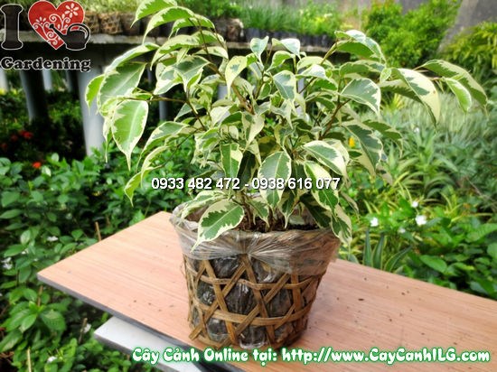 Lá si đốm với đốm trắng đặc trưng