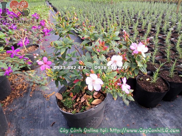 Cây Sim Thái giống mới hoa hồng cao 35cm, dáng đẹp, sẵn sàng trồng cảnh quan