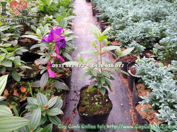 Chi tiết lá và hoa cây sim Thái hoa tím