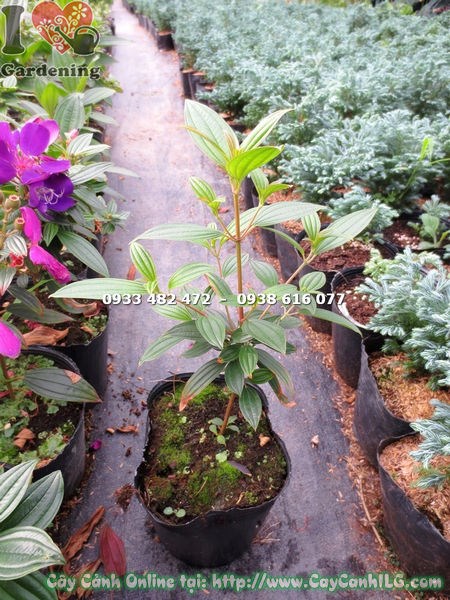 Phòng trừ sâu bệnh cây sim Thái hoa tím