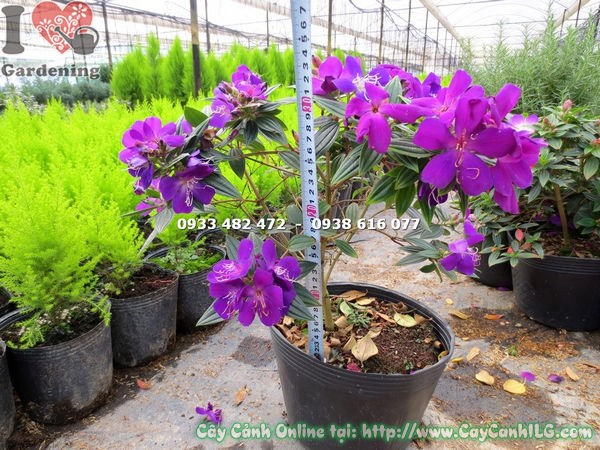 Lộ trình phát triển cây sim Thái hoa tím