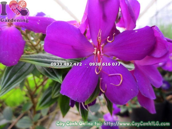 Cây sim thái hoa tím 35cm dáng bụi tự nhiên