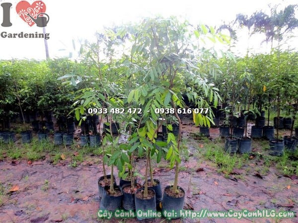 Cây sọ khỉ cao 1m7 - lá xanh bóng tán rộng đẹp