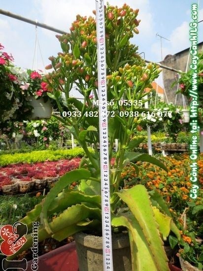 Chậu trồng và đất phù hợp cho cây sống đời