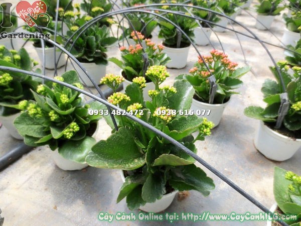 Chăm sóc và phòng bệnh cho cây sống đời hoa kép mini