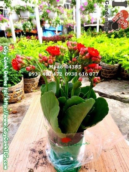Cây sống đời hoa kép nhỏ cao 20cm tại vườn ILG