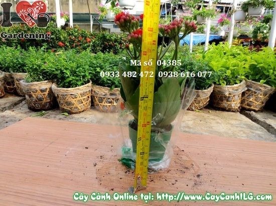 Nhân giống cây sống đời hoa kép bằng phương pháp giâm cành