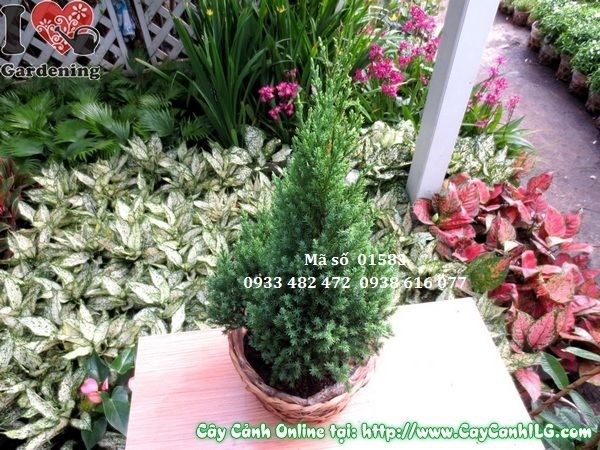 Cây sơn tùng nhỏ khỏe mạnh xanh tươi