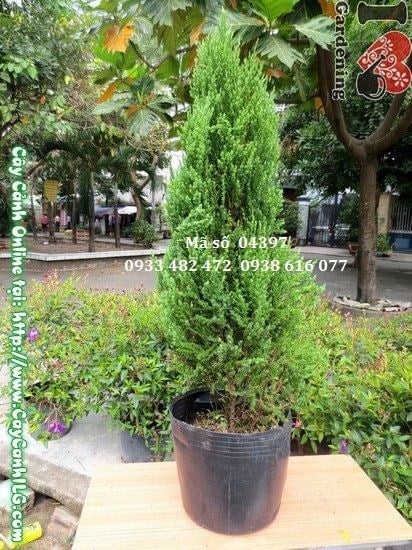 Chi tiết lá và tán cây sơn tùng xanh mướt