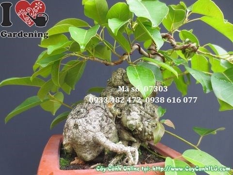 Cây sộp bonsai mini đẹp 25cm – góc chính diện 2