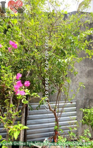 Kiểm tra và phòng ngừa sâu bệnh cho cây sơ ri