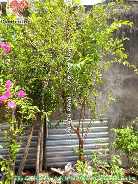 Hoa sơ ri nhỏ xinh nở rộ trên cành